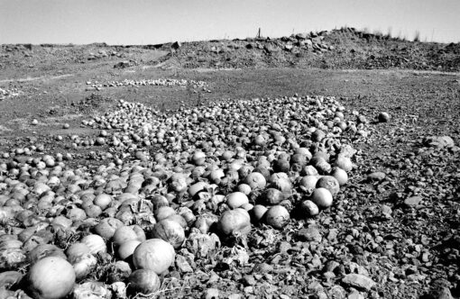 SM 1033 Undersized stunted in growth Melons