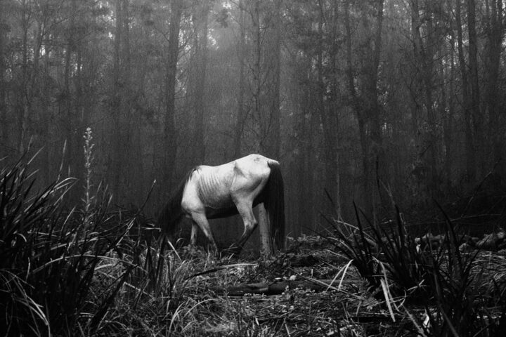 SM 1051 Magic Disease Buddhist Retreat Near Pietermaritzburg